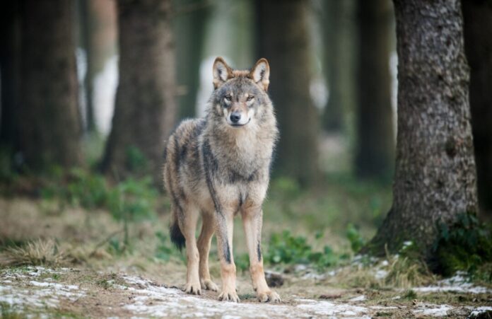 Im Zusammenhang mit durch Wölfe verursachte Schäden an Nutztieren sind 2024 die Ausgleichszahlungen des Landes sowie die Zahl der dokumentierten Übergriffe gestiegen. (Archivbild)