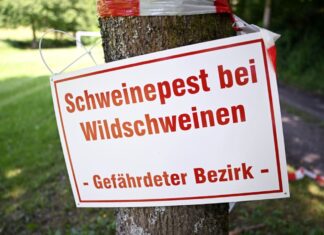 Im Kampf gegen die Afrikanische Schweinepest sind mehrere Maßnahmen getroffen worden (Archivbild)