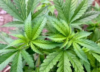 Ermittler haben in Nordrhein-Westfalen und Niedersachsen zwei illegale Hanfplantagen entdeckt. (Symbolbild)