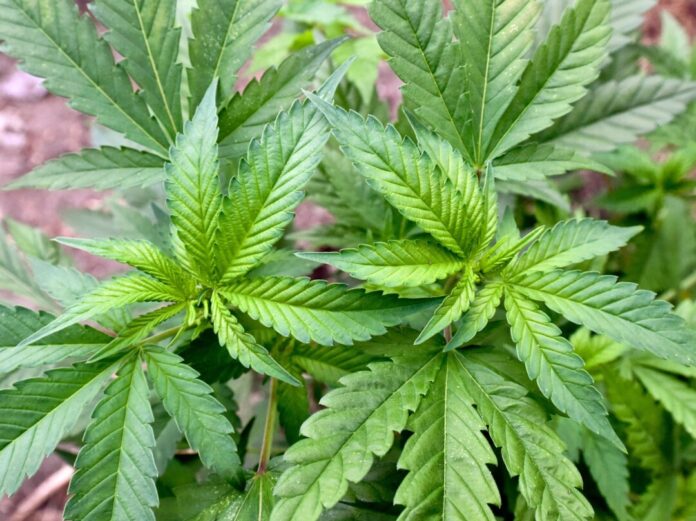 Cannabis Ermittler haben in Nordrhein-Westfalen und Niedersachsen zwei illegale Hanfplantagen entdeckt. (Symbolbild)