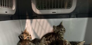Die Katzenbabys waren in einer offenen Transportbox sich selbst überlassen.