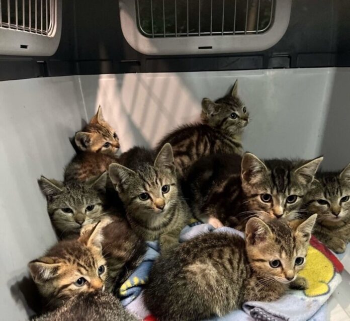 Katzenbabys ausgesetzt Die Katzenbabys waren in einer offenen Transportbox sich selbst überlassen.