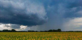Für die nächsten Tage sind Regenschauer und vereinzelte Gewitter vorhergesagt. Und es wird kälter. (Archivbild)