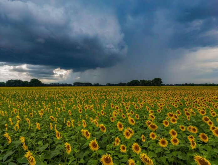 Für die nächsten Tage sind Regenschauer und vereinzelte Gewitter vorhergesagt. Und es wird kälter. (Archivbild)