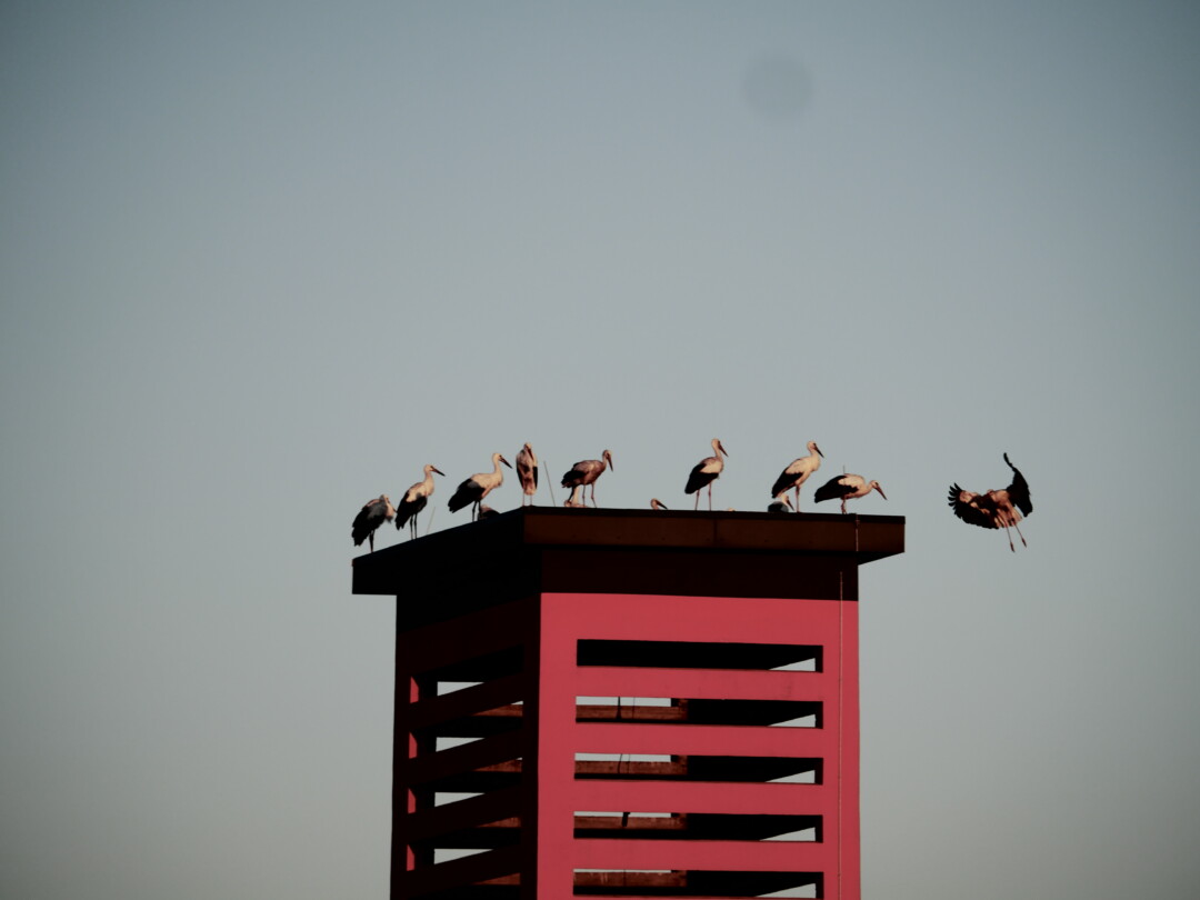 Foto: Hartung/Grammozis