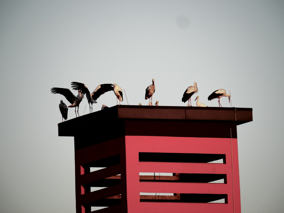 Foto: Hartung/Grammozis