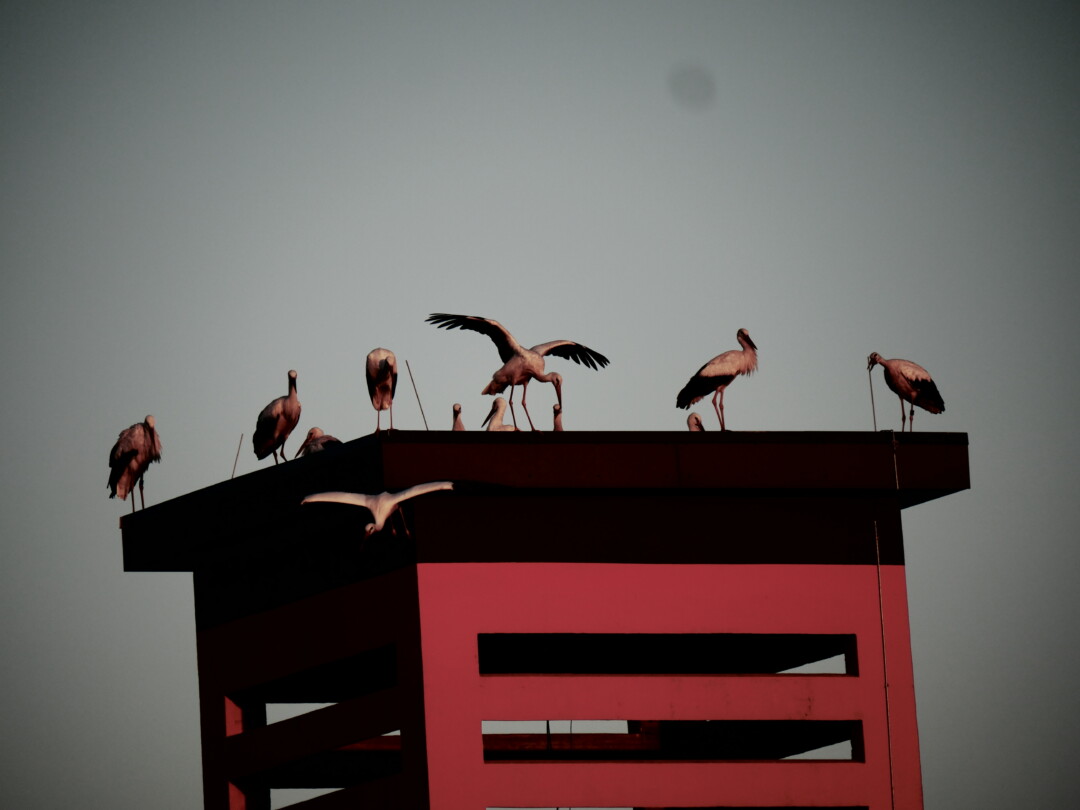 Foto: Hartung/Grammozis