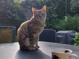 Das ist "Squirrel": Der Kater wird schmerzlich vermisst. Foto: privat