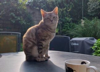 Das ist "Squirrel": Der Kater wird schmerzlich vermisst. Foto: privat