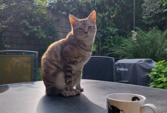 Das ist "Squirrel": Der Kater wird schmerzlich vermisst. Foto: privat