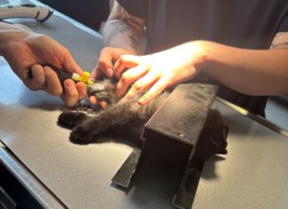 Die Einsatzkräfte trennten einen Teil des Rahmens ab, inklusive der Katze, und brachten sie in eine Tierarztpraxis