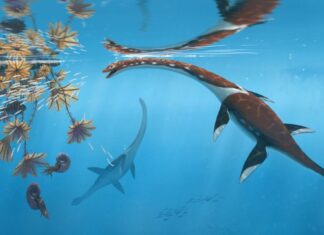Die Illustration zeigt das Reptil Plesionectes longicollum, das zur Zeit der Dinosaurier durchs Meer schwamm.