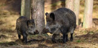 In NRW konnte eine Ausbreitung der Tierseuche bisher verhindert werden. (Archivbild)