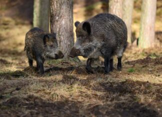 In NRW konnte eine Ausbreitung der Tierseuche bisher verhindert werden. (Archivbild)