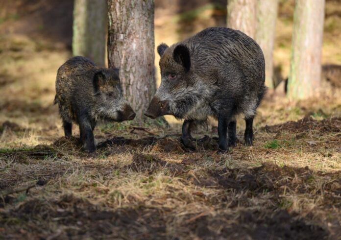 In NRW konnte eine Ausbreitung der Tierseuche bisher verhindert werden. (Archivbild)