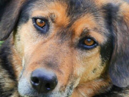 Das ist Jo: der Vierbeiner ist entlaufen und wird gesucht. Foto: privat