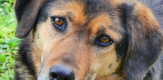Das ist Jo: der Vierbeiner ist entlaufen und wird gesucht. Foto: privat