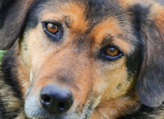 Das ist Jo: der Vierbeiner ist entlaufen und wird gesucht. Foto: privat