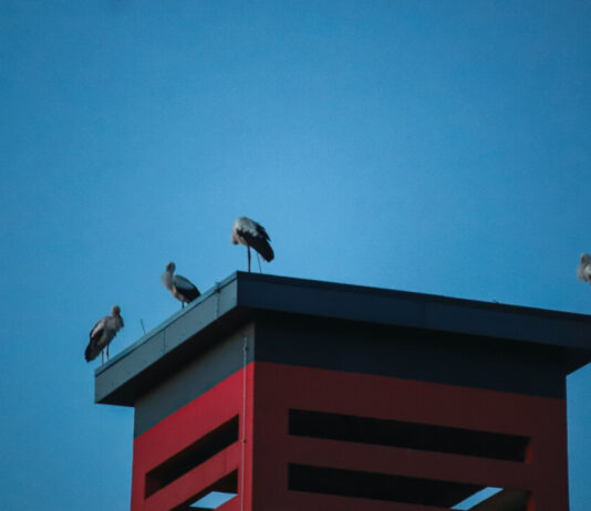 Noch am späten Sonntagabend saßen einige Störche auf dem Turm - wenige Stunden zuvor waren es noch deutlich mehr. Foto: Volkmann
