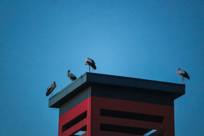 Noch am späten Sonntagabend saßen einige Störche auf dem Turm - wenige Stunden zuvor waren es noch deutlich mehr. Foto: Volkmann