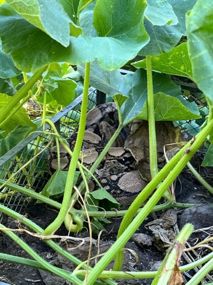 Frau entdeckt Würgeschlange im heimischen Kompost Wie das Tier in den Garten gelangen konnte, ist noch unklar. (Handout)