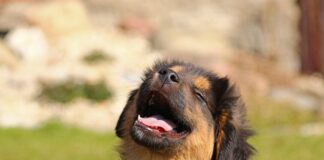 Ein Hund ist zu sehen. Foto: pixabay