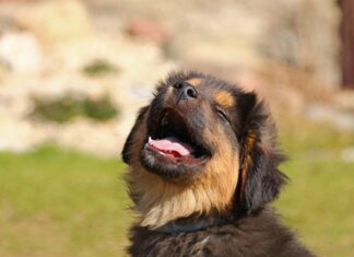 Ein Hund ist zu sehen. Foto: pixabay