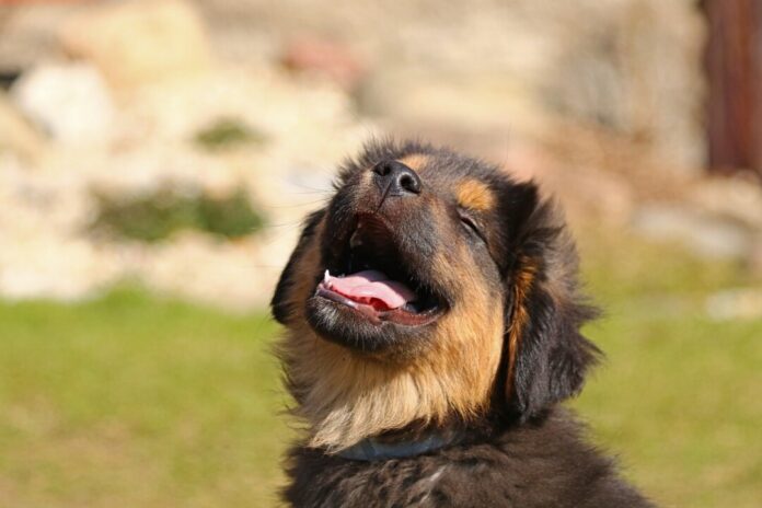 Ein Hund ist zu sehen. Foto: pixabay