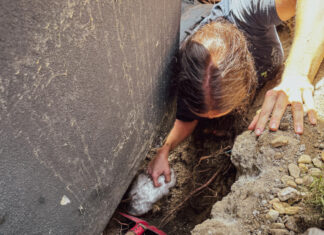Eine Feuerwehrfrau konnte letztlich beherzt zugreifen und die Katze retten. Foto: FW Erkrath