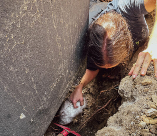 Eine Feuerwehrfrau konnte letztlich beherzt zugreifen und die Katze retten. Foto: FW Erkrath