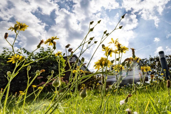 Der Sommer rückt NRW wieder in den Fokus. (Symbolbild)