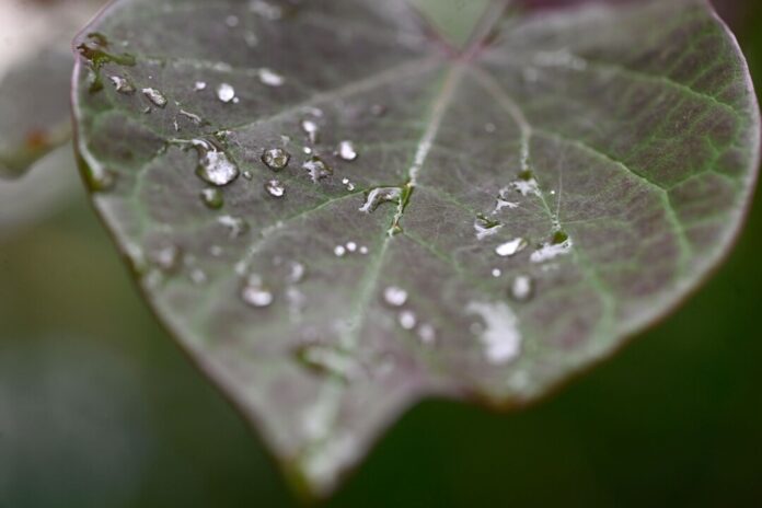 Wenig sommerliches Wetter in NRW. (Archivbild)
