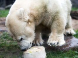 Die kleinwüchsige Eisbärdame Antonia ist tot. Hier freute sie sich zu Weihnachten im Jahr 2017 über eine Eistorte als Mahlzeit. (Archivbild)