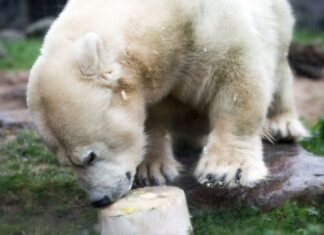 Die kleinwüchsige Eisbärdame Antonia ist tot. Hier freute sie sich zu Weihnachten im Jahr 2017 über eine Eistorte als Mahlzeit. (Archivbild)