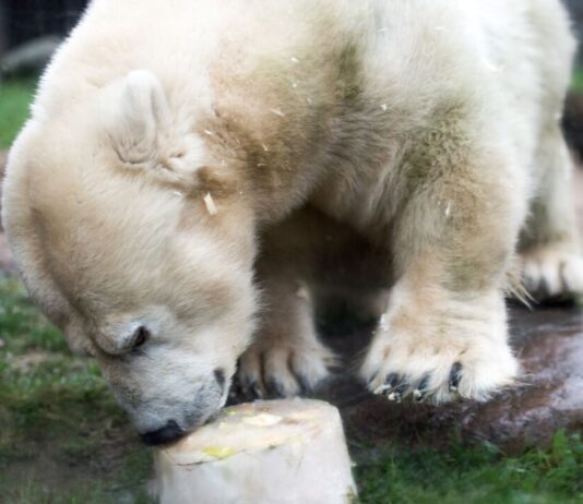 Die kleinwüchsige Eisbärdame Antonia ist tot. Hier freute sie sich zu Weihnachten im Jahr 2017 über eine Eistorte als Mahlzeit. (Archivbild)