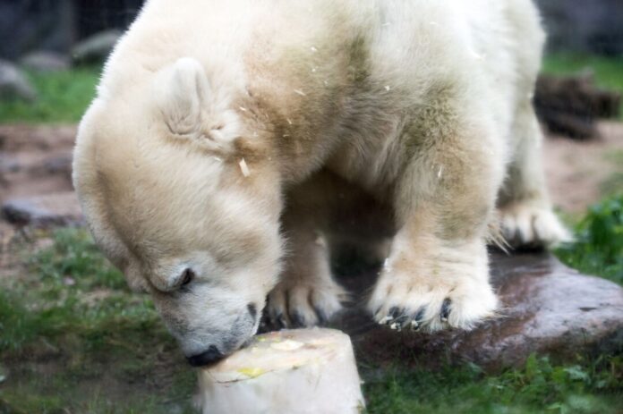 Eistorte für Eisbärin Die kleinwüchsige Eisbärdame Antonia ist tot. Hier freute sie sich zu Weihnachten im Jahr 2017 über eine Eistorte als Mahlzeit. (Archivbild)