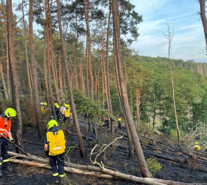 Die Feuerwehrleute müssen die Glut bekämpfen, die sich tief in den Waldboden gefressen hat.