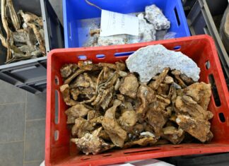 Am Rand des Tagebaus Hambach im Rheinischen Braunkohle-Revier haben Archäologen die Trümmer eines 1943 im Zweiten Weltkrieg abgestürzten britischen Militärflugzeugs geborgen.