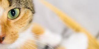 Katzenbesitzer sollen der Wissenschaft helfen: Mit Handyvideos ihrer Lieblinge. (Symbolbild)