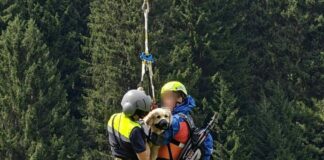 Die Tierärzte stellen der schwer verletzten Hündin eine optimistische Prognose aus. (Handout-Foto)
