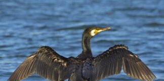 Ein Kormoran in seinem Lebensraum. Foto: Sławek Staszczuk, Quelle Wikipedia, Lizenz: CC BY-SA 3.0.