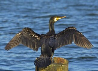 Ein Kormoran in seinem Lebensraum. Foto: Sławek Staszczuk, Quelle Wikipedia, Lizenz: CC BY-SA 3.0.
