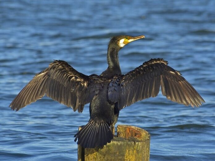 Ein Kormoran in seinem Lebensraum. Foto: Sławek Staszczuk, Quelle Wikipedia, Lizenz: CC BY-SA 3.0.