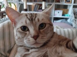 Kater "Squirrel" wird noch immer gesucht. Foto: privat