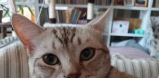 Kater "Squirrel" wird noch immer gesucht. Foto: privat