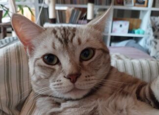 Kater "Squirrel" wird noch immer gesucht. Foto: privat