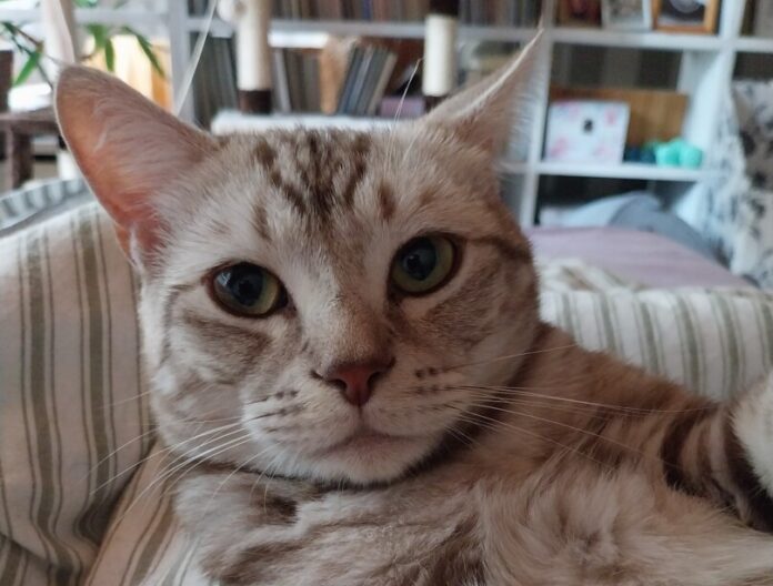 Kater "Squirrel" wird noch immer gesucht. Foto: privat