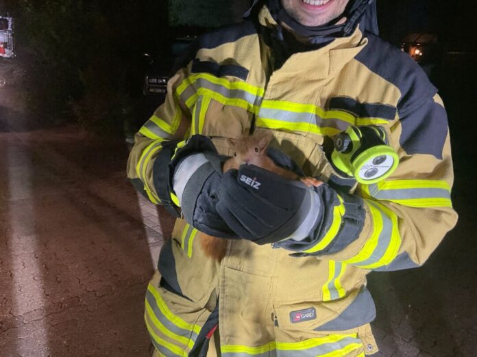 Ein Feuerwehrmann hält ein gerettetes Eichhörnchen in den Händen. Das Tier war in einem Dach steckengeblieben.  