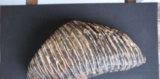 Düsseldorfer findet Backenzahn eines Mammuts am Rheinufer