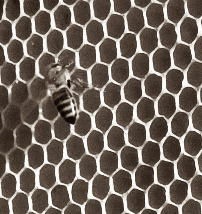 Emsig wie seine Bienen, Franz Naber sah sich immer als Teil eines grossen ganzen, Bild: Alexander Heinz